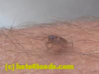/home//u458753944/public_html/sourcegallery///////////////////Insects and small critters/beetles (Coleoptera)/P1140146.JPG